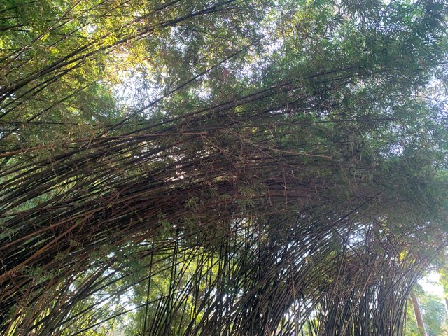 Bamboo Tunnel1.jpg