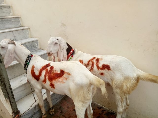WhatsApp Image 2018-09-12 at 01.55.45 (1).jpeg