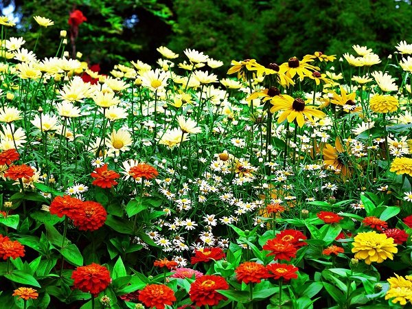 Flower garden-hd.jpg