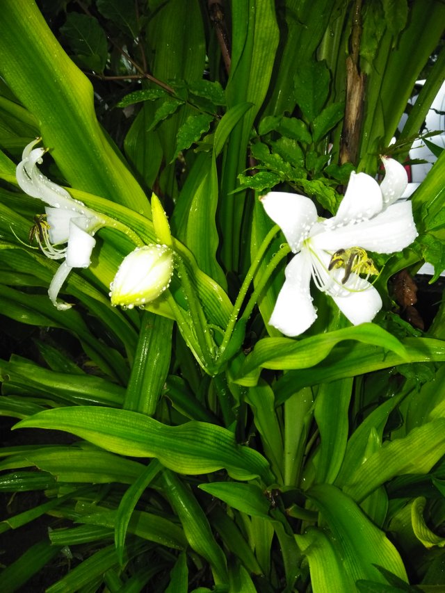 Flor de Lirio blanco, representa pureza!./ White lily flower, represents  purity! — Steemit