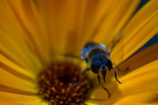 18-07-2018-marigold-dronefly-00467.jpg