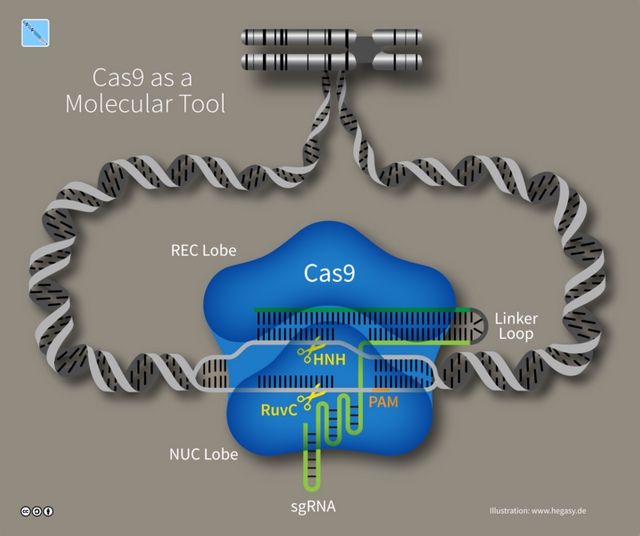 717px-15_Hegasy_Cas9_DNA_Tool_Wiki_E_CCBYSA.png