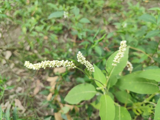 IMG_20250604_090644.jpg