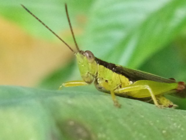 ঘোড়াপোকা (7).jpg