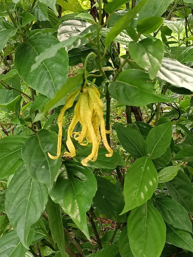 5 Cananga odorata, known as ylang-ylang or cananga tree 1.jpg