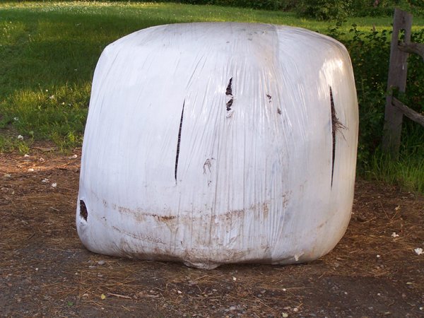 Bulging round bale crop June 2019.jpg