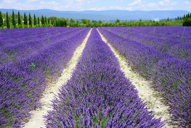 lavender-field-1595577_1920.jpg