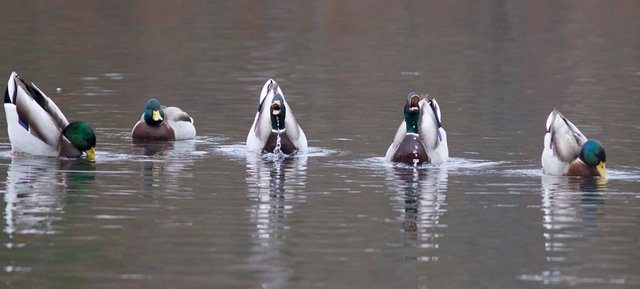 DougHitchcoxMallards03.jpg