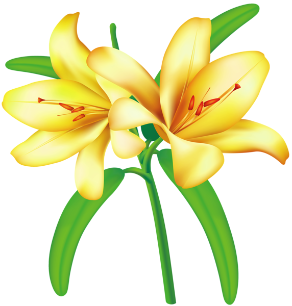 Yellow_Lilium_PNG_Clipart_Picture.png