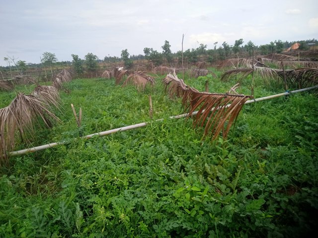 IMG20250622163904.jpg