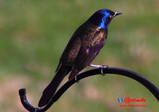 Common Grackle PFW0057.JPG