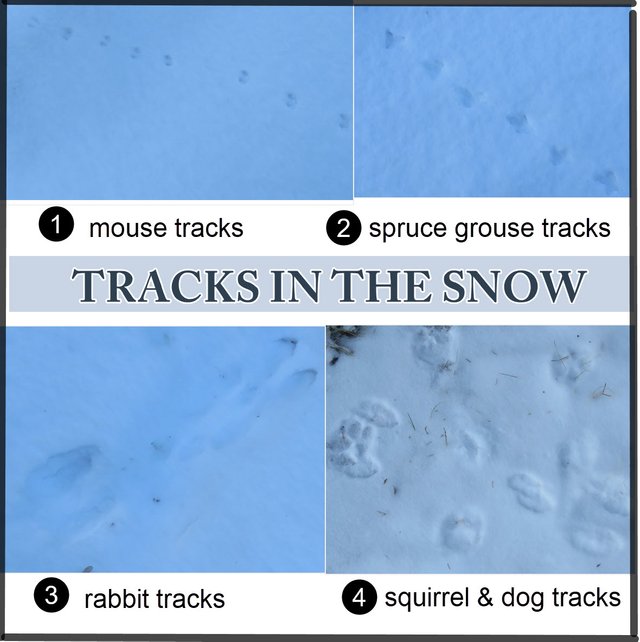 4 TYPES OF TRACKS IN THE SNOW.jpg
