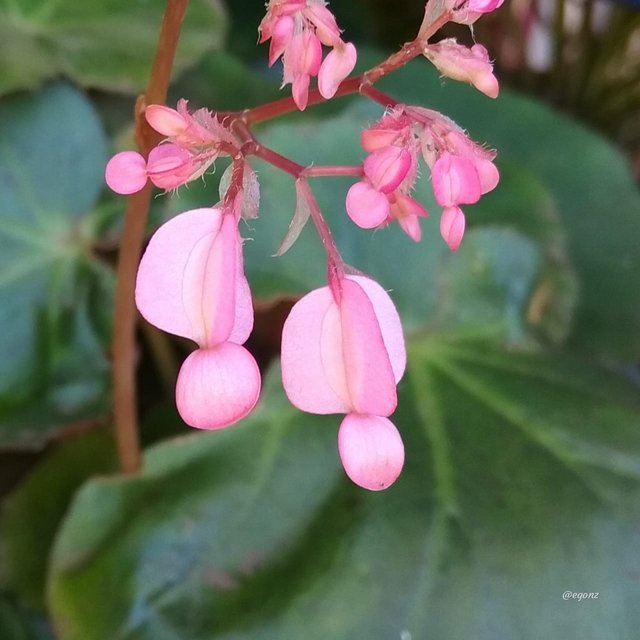Bellezas de mi jardin #27 - Begonia Nenufar (Erythrophylla) — Steemit
