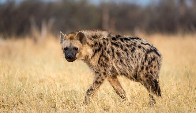 Hyena-in-Hwange-National-Park.jpg