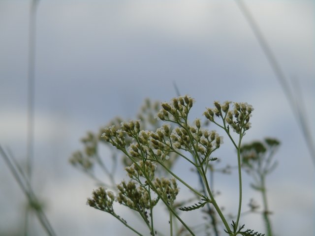 DSC00016.JPG