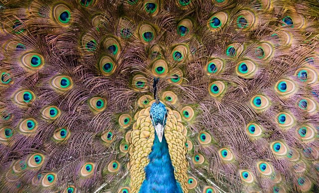 peacock-3401667_1280.jpg