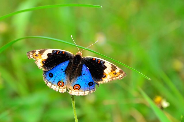 butterfly-2780617_1280.jpg