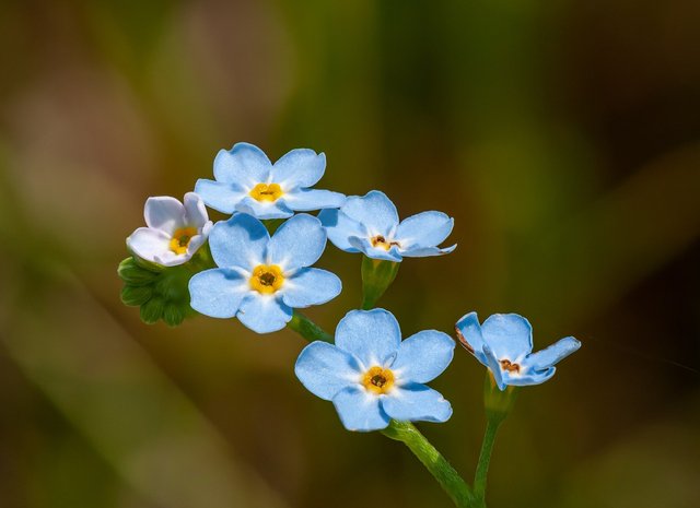 forget-me-not-5136987_1280.jpg