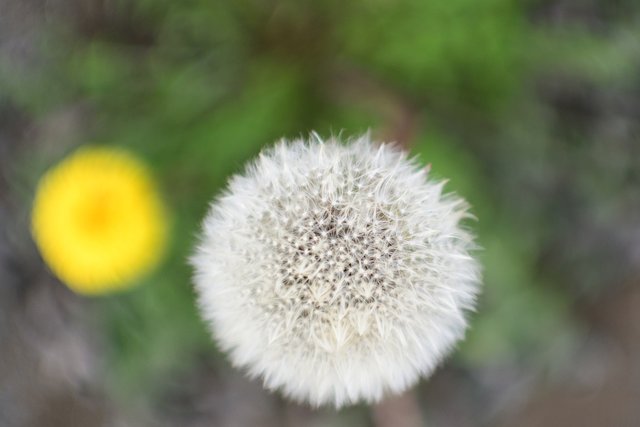 DSC_8200 dandy fluff ball.jpg