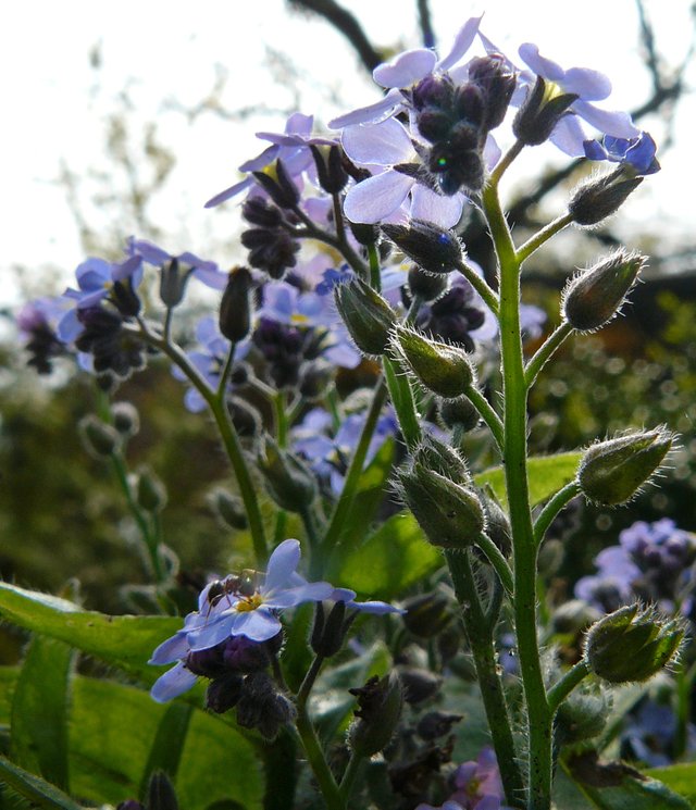 forget-me-not flowers 1.jpg