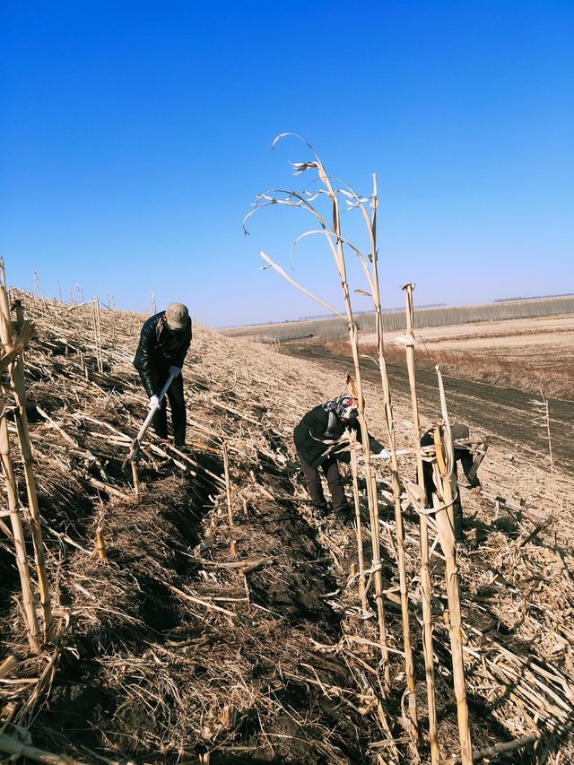 farmer-5036171_1280.jpg