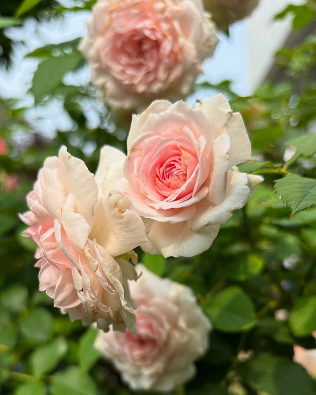 IMG_20250706_090638.jpg