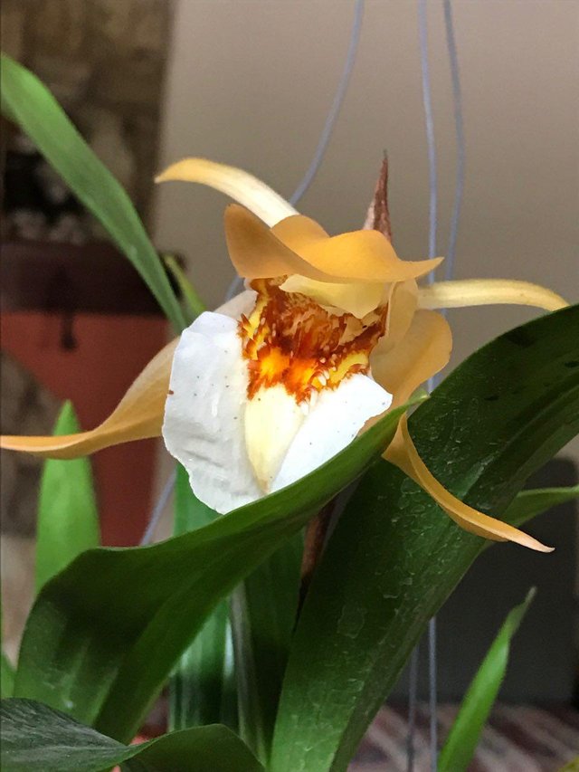 Coelogyne Laurenciana.jpg