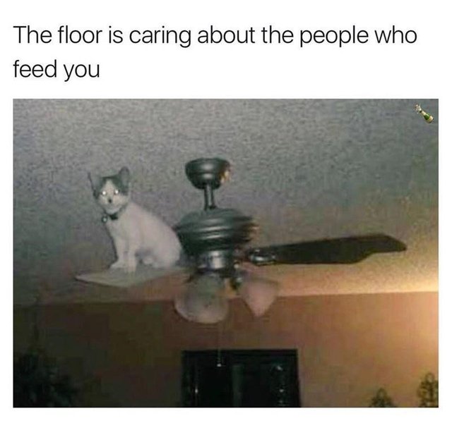 ceiling-fan-floor-is-caring-about-people-who-feed.jpg