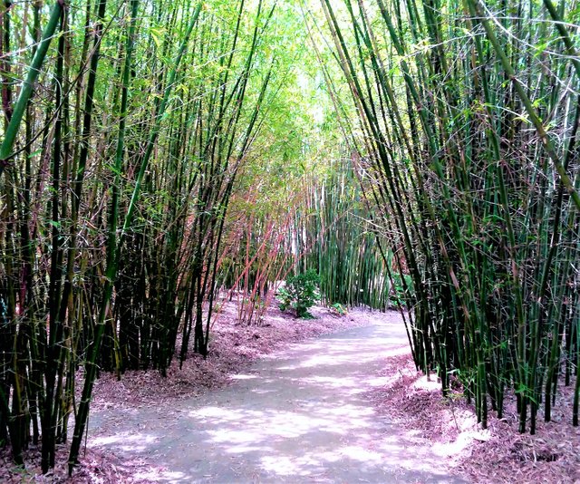 bamboo forest 3.jpg