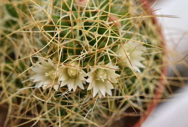 Mammillaria camptotricha cactus flower 1.jpg