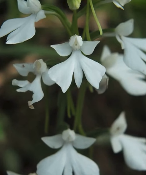 Amazing white flowers.png