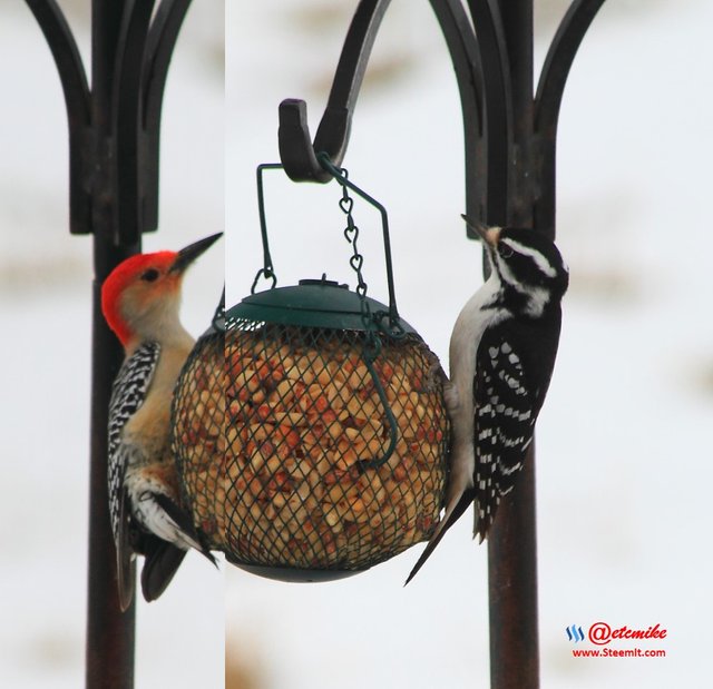 Hairy Woodpecker Red-Bellied Woodpecker PFW13-Comp.jpg