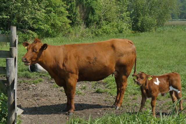 cow-with-calf-3477898_960_720 (1).jpg