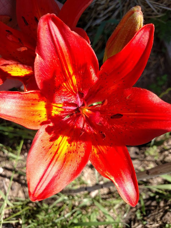 Tiger Lily red.jpg