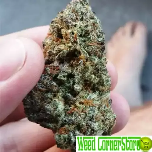 blackberry-kush2-1.jpg.webp