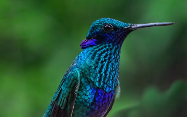 sanfrancisco-blue-naturaleza-nature-beautiful-birds-961856-wallhere.com.jpg