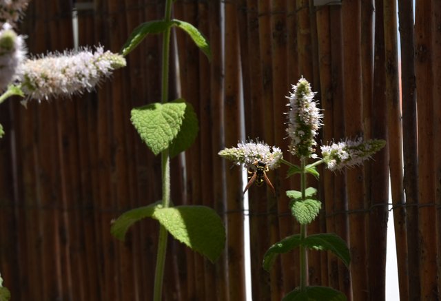 wasp mint flower 10.jpg