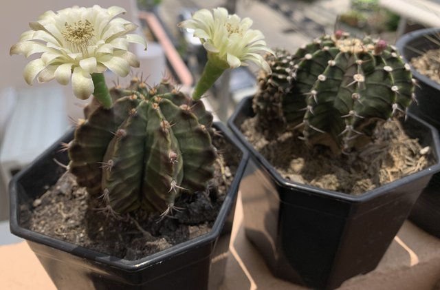 cacti26.jpg