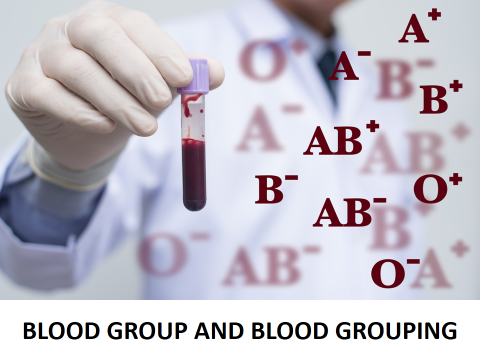 blood-grouping6.png.jpg-1.png