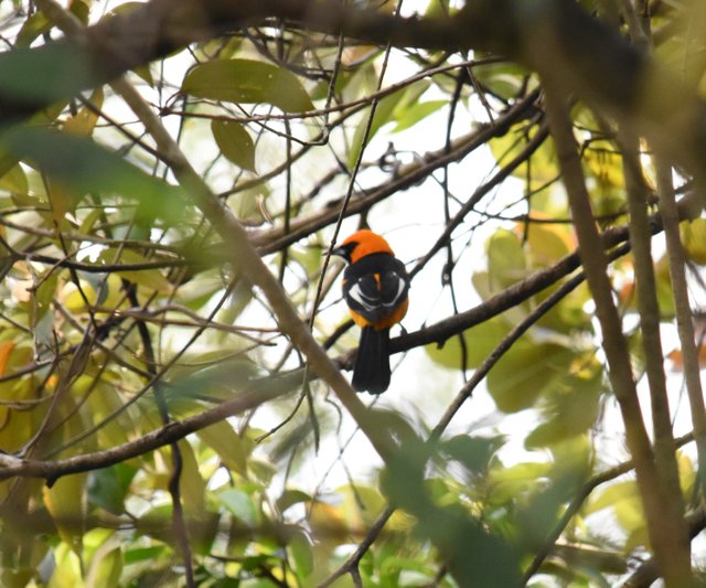 Spot-breasted Oriole_4258  Los Torrales.JPG