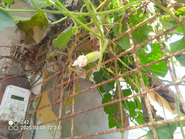 IMG_20250306_122412_459.jpg