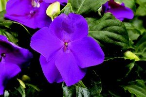 Impatiens_Impatiens_Walleriana_Jambalaya_TM_Violet-1.medium.jpg