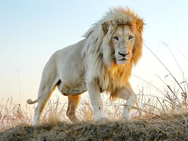 male-lion-4244689__480.jpg