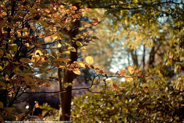 AutumnBokeh-001-110418.jpg