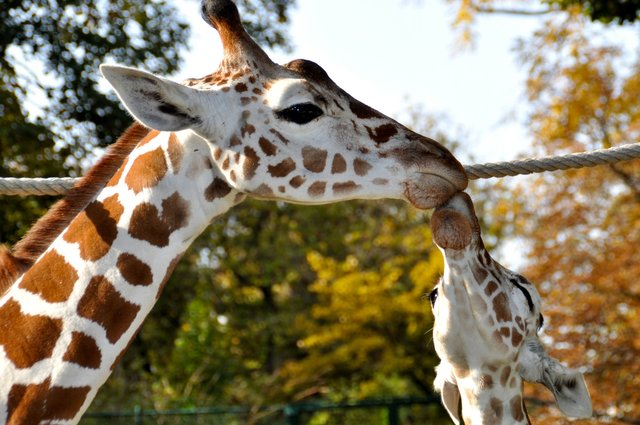 giraffes-272118_1920.jpg