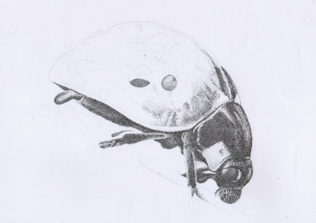 ladybug1-01-01.jpg