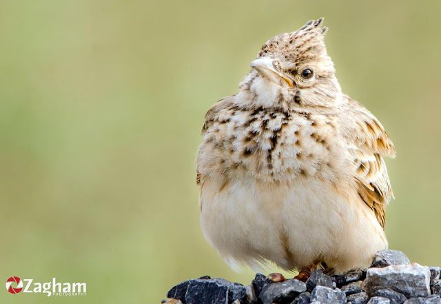 Crested lark.jpg