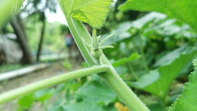 IMG_20240901_082758.jpg