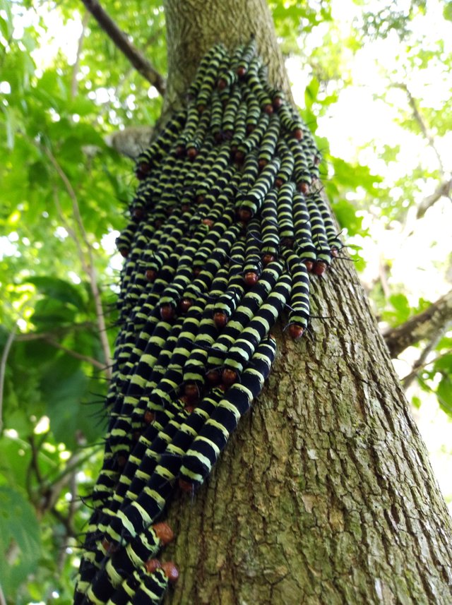 Gusanos cuetanos, una maravillosa mariposa en potencia. — Steemit