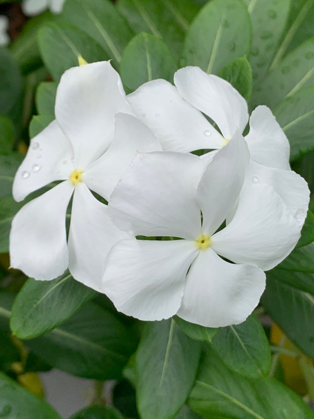 garden3.jpg